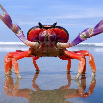 Kick profile picture for @crabs