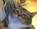 juicetall Profile Picture