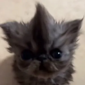 Rdzor