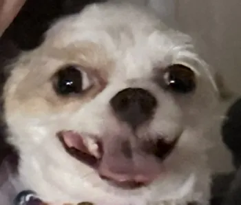 kubkubqw